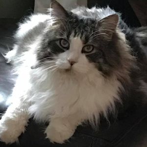 Meet your Posher, Robin